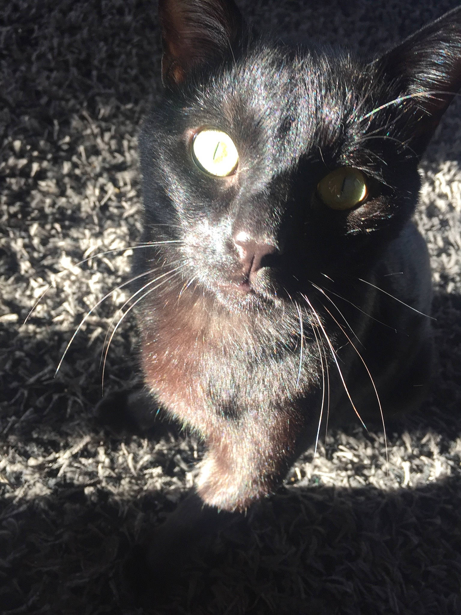 Freddy participe au concours pour gagner de l'argent avec cette photo : asian, black_and_white, black_cat, carnivore, cat, close_up, domestic_short_haired_cat, ear, european_shorthair, eye, felidae, fur, german_rex, kitten, nose, polydactyl_cat, small_to_medium_sized_cats, snout, whiskers