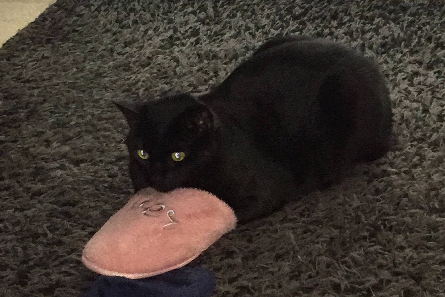 Freddy participe au concours pour gagner de l'argent avec cette photo : black, black_cat, bombay, carnivore, cat, domestic_short_haired_cat, ear, felidae, footwear, korat, sand, shoe, small_to_medium_sized_cats, tail, whiskers