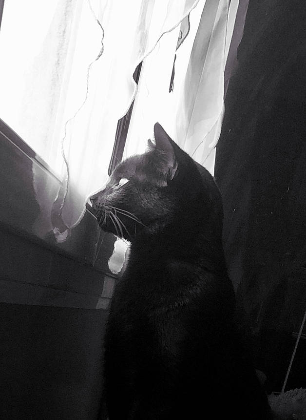 Freddy a rejoint le concours — aidez-le/la à gagner de superbes lots ! black, black_and_white, black_cat, carnivore, cat, darkness, ear, eye, felidae, fur, light, monochrome, monochrome_photography, photography, small_to_medium_sized_cats, snapshot, snout, style, whiskers, white