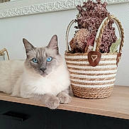 Amour a rejoint le concours — aidez-le/la à gagner de superbes lots ! cat, blue_eyes, fluffy, basket, dried_flowers, wooden_surface, indoor, decor, relaxed, pet, feline, resting, cozy, natural_light, table, ornate_frame, calm, domestic, animal, portrait