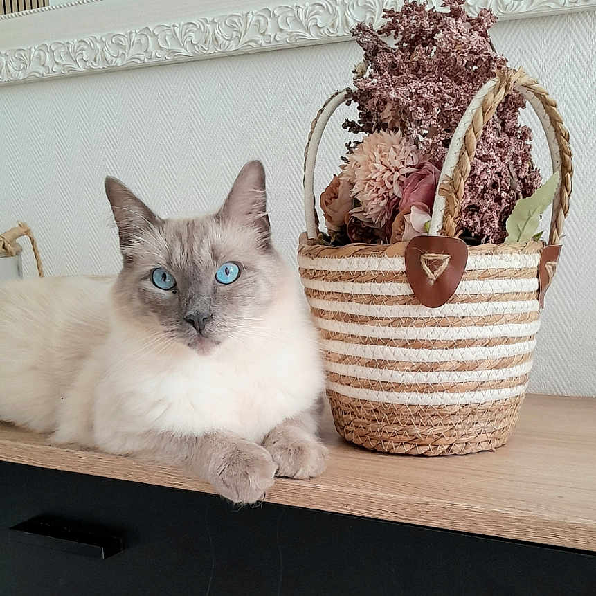 Amour a rejoint le concours — aidez-le/la à gagner de superbes lots ! cat, blue_eyes, fluffy, basket, dried_flowers, wooden_surface, indoor, decor, relaxed, pet, feline, resting, cozy, natural_light, table, ornate_frame, calm, domestic, animal, portrait
