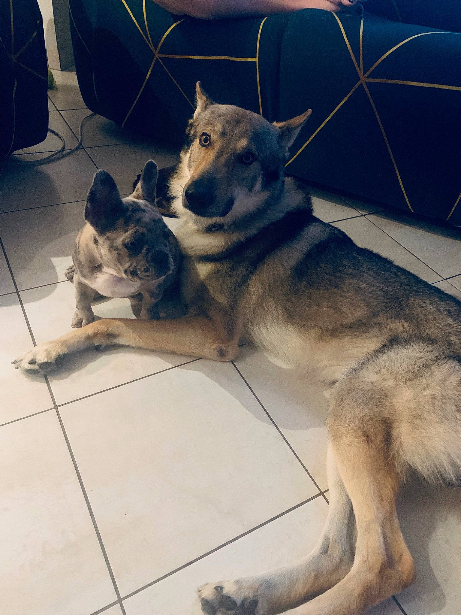 Orkan participe au concours pour gagner de l'argent avec cette photo : canidae, canis, carnivore, companion_dog, dog, dog_breed, east_european_shepherd, flooring, foot, fur, german_shepherd_dog, paw, sled_dog, snout, sporting_group, tail, terrestrial_animal, wolf, working_animal, working_dog