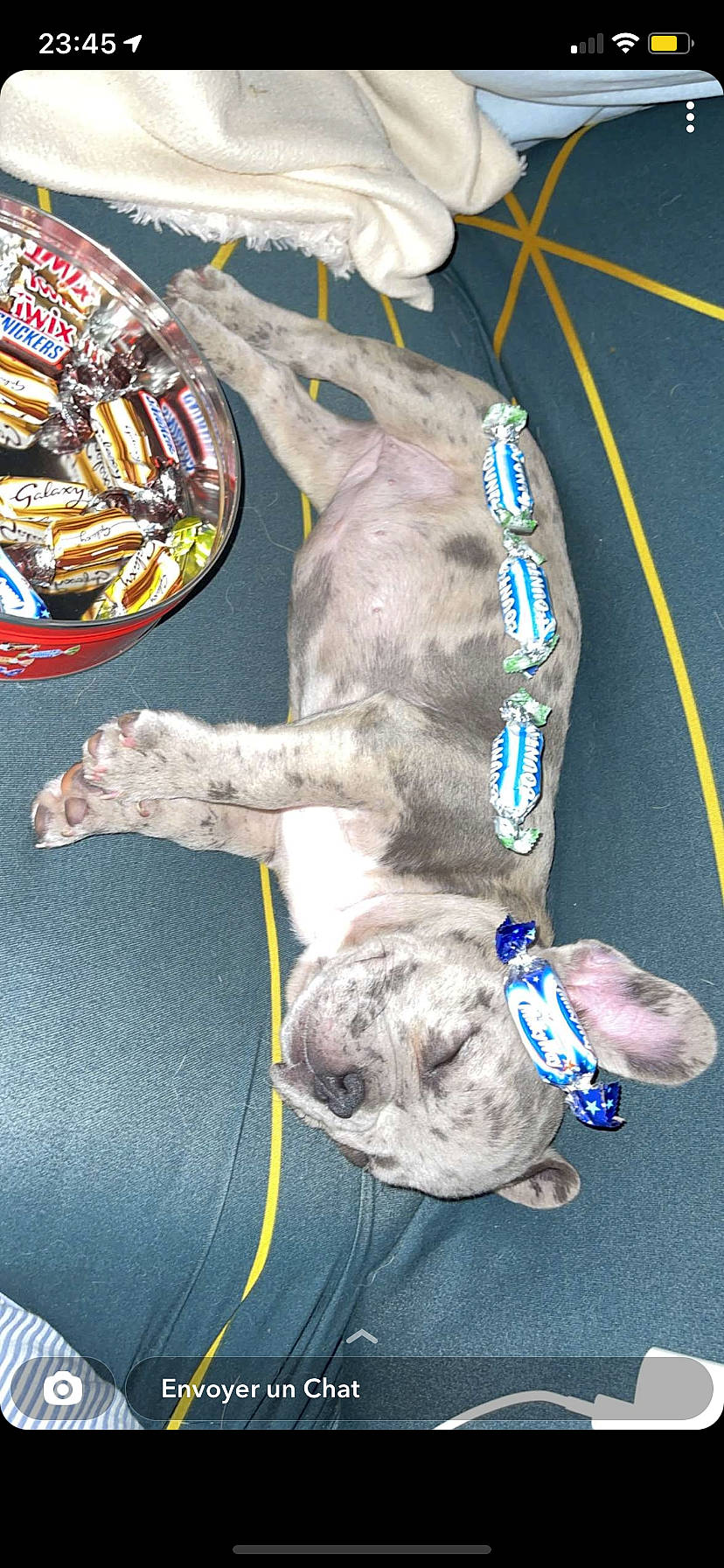 Orkan participe au concours pour gagner de l'argent avec cette photo : adventure, canidae, carnivore, collar, companion_dog, dog, dog_breed, dog_collar, dog_supply, electric_blue, fawn, fur, leash, non_sporting_group, pet_supply, platter, snout, sporting_group, working_animal, wrinkle