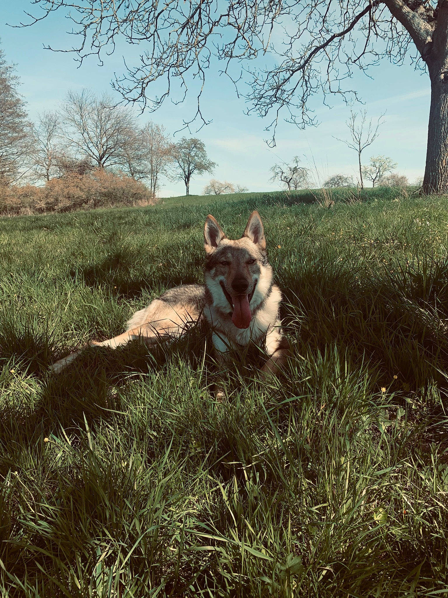 Orkan a rejoint le concours — aidez-le/la à gagner de superbes lots ! carnivore, companion_dog, dog_breed, eye, fawn, felidae, forest, grass, grassland, happy, landscape, meadow, natural_landscape, people_in_nature, plant, plant_community, sky, terrestrial_animal, tree, wood