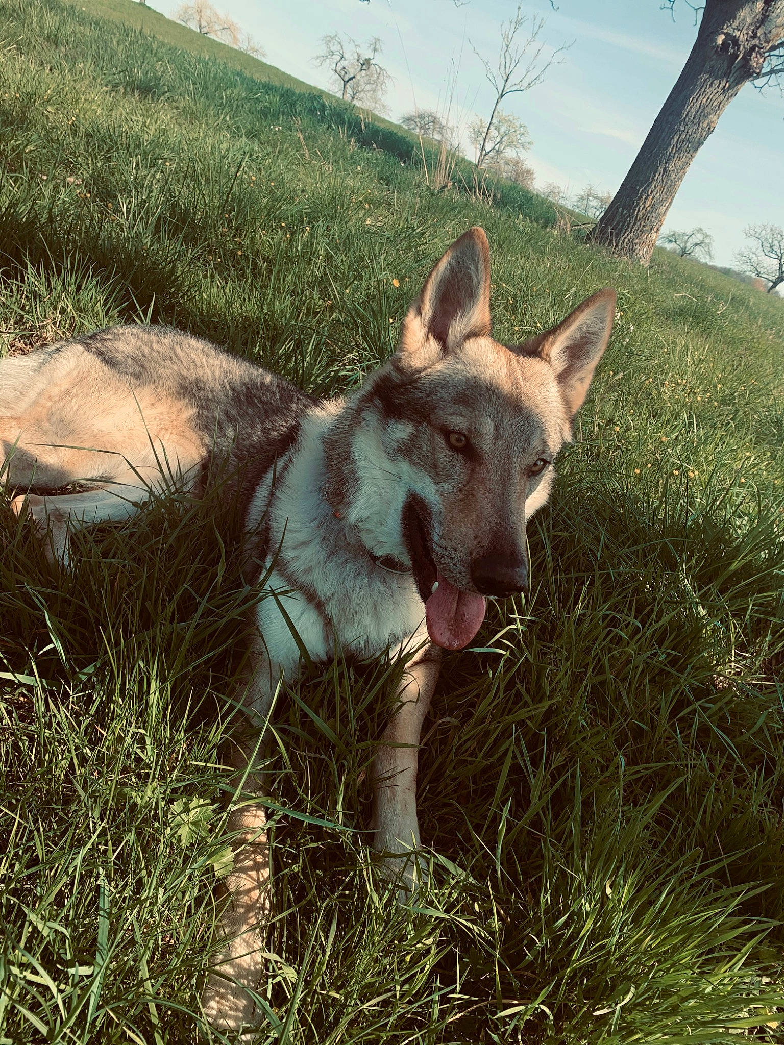 Orkan participe au concours pour gagner de l'argent avec cette photo : carnivore, cloud, dog_breed, ecoregion, fawn, grass, grassland, landscape, livestock, natural_landscape, pasture, plant, plant_community, prairie, sky, terrestrial_animal, terrestrial_plant, tree, wilderness, working_animal