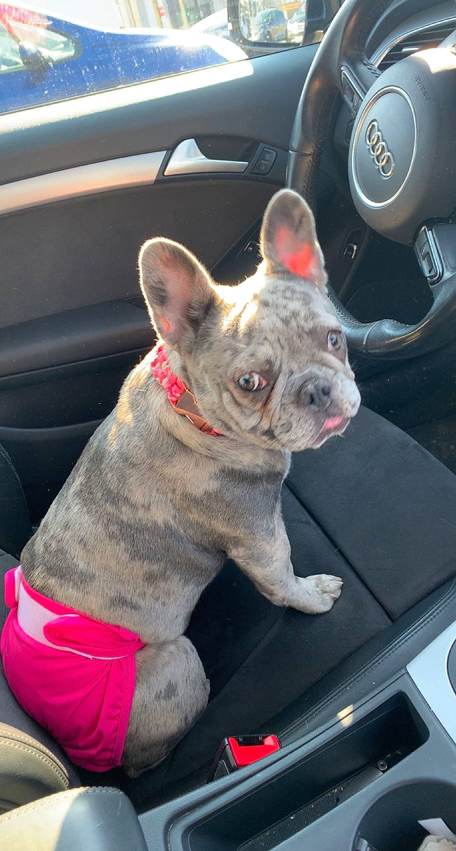 Sya a rejoint le concours — aidez-le/la à gagner de superbes lots ! auto_part, bulldog, canidae, car, car_seat, carnivore, collar, companion_dog, dog, dog_breed, dog_collar, fawn, motor_vehicle, non_sporting_group, snout, sporting_group, toy_dog, vehicle, working_animal, wrinkle