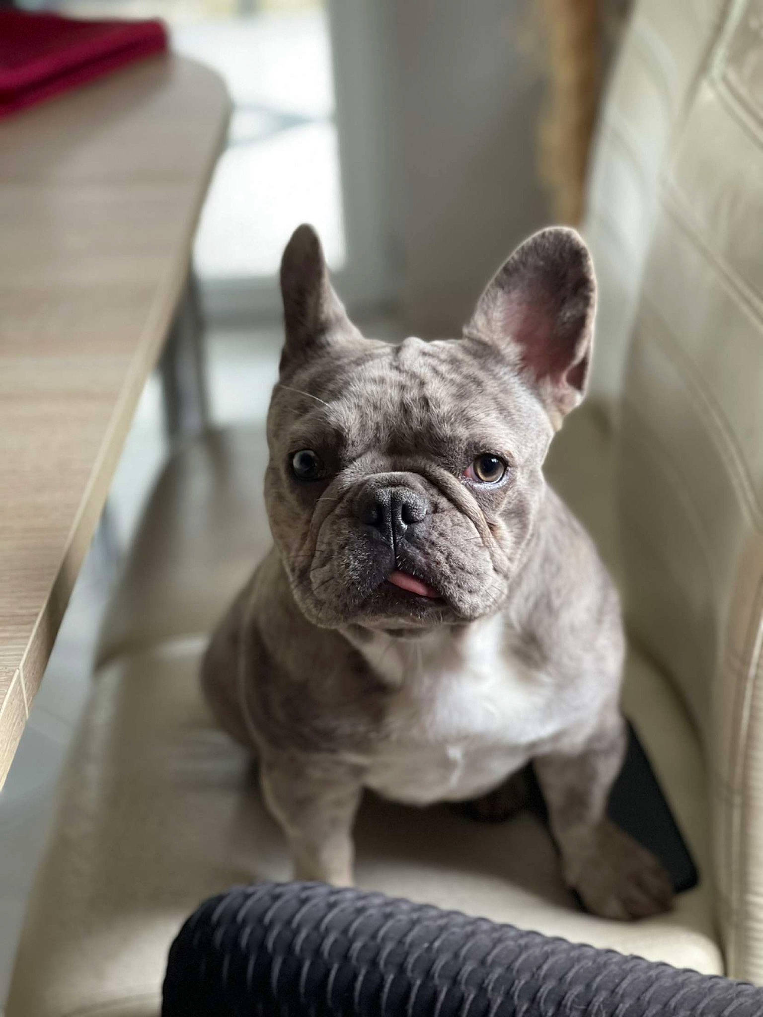 Sya participe au concours pour gagner de l'argent avec cette photo : bulldog, canidae, carnivore, comfort, companion_dog, dog, dog_breed, ear, fawn, french_bulldog, non_sporting_group, old_english_bulldog, puppy, snout, sporting_group, terrestrial_animal, toy_dog, whiskers, working_animal, wrinkle