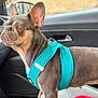 dog, french_bulldog, pet, car, harness, animal, canine, indoor, seat, window, looking, ears, fur, alert, side_view, transportation, leash, domestic_animal, companion, portrait