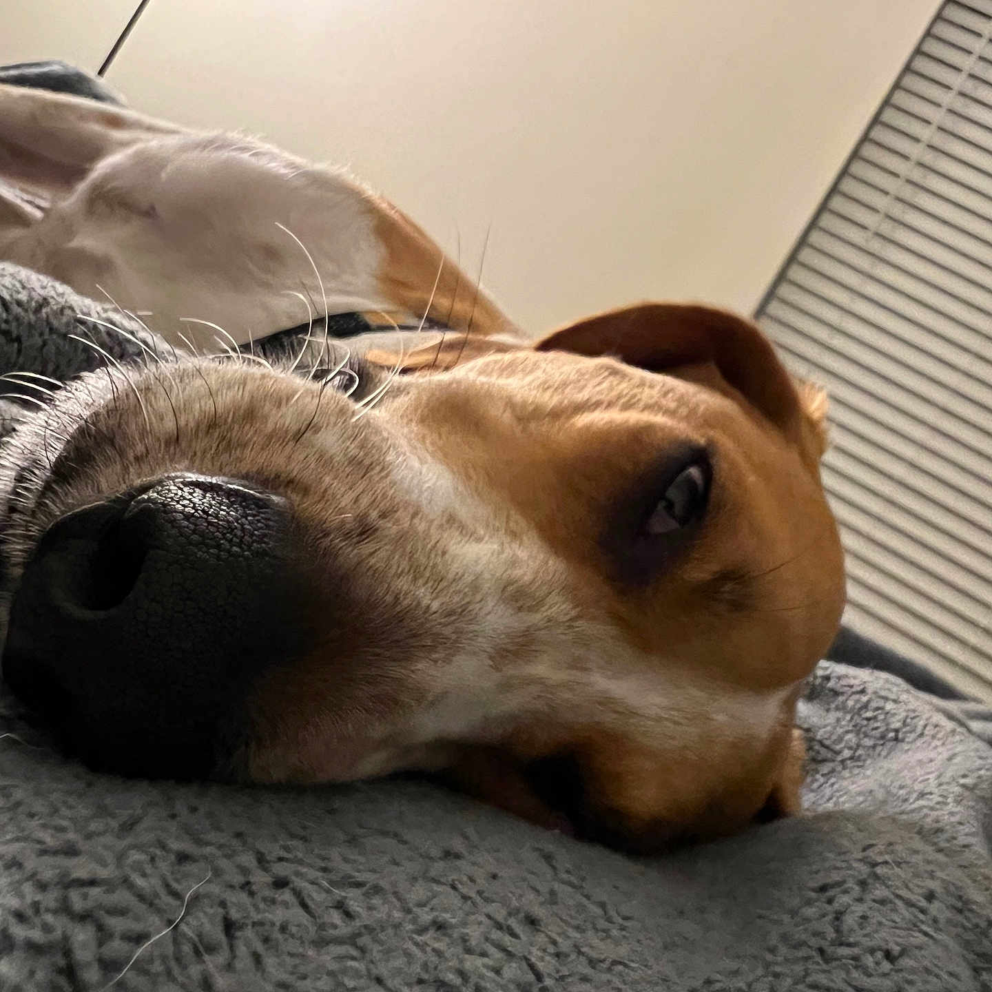 Murphy is registered to the contest to win money with this photo: animal, beagle, blanket, canine, dog, homedecor, hound, indoors, interiordesign, labradorretriever, linen, person, pet, pointer, puppy, quilt, sleeping, snout, towel, window