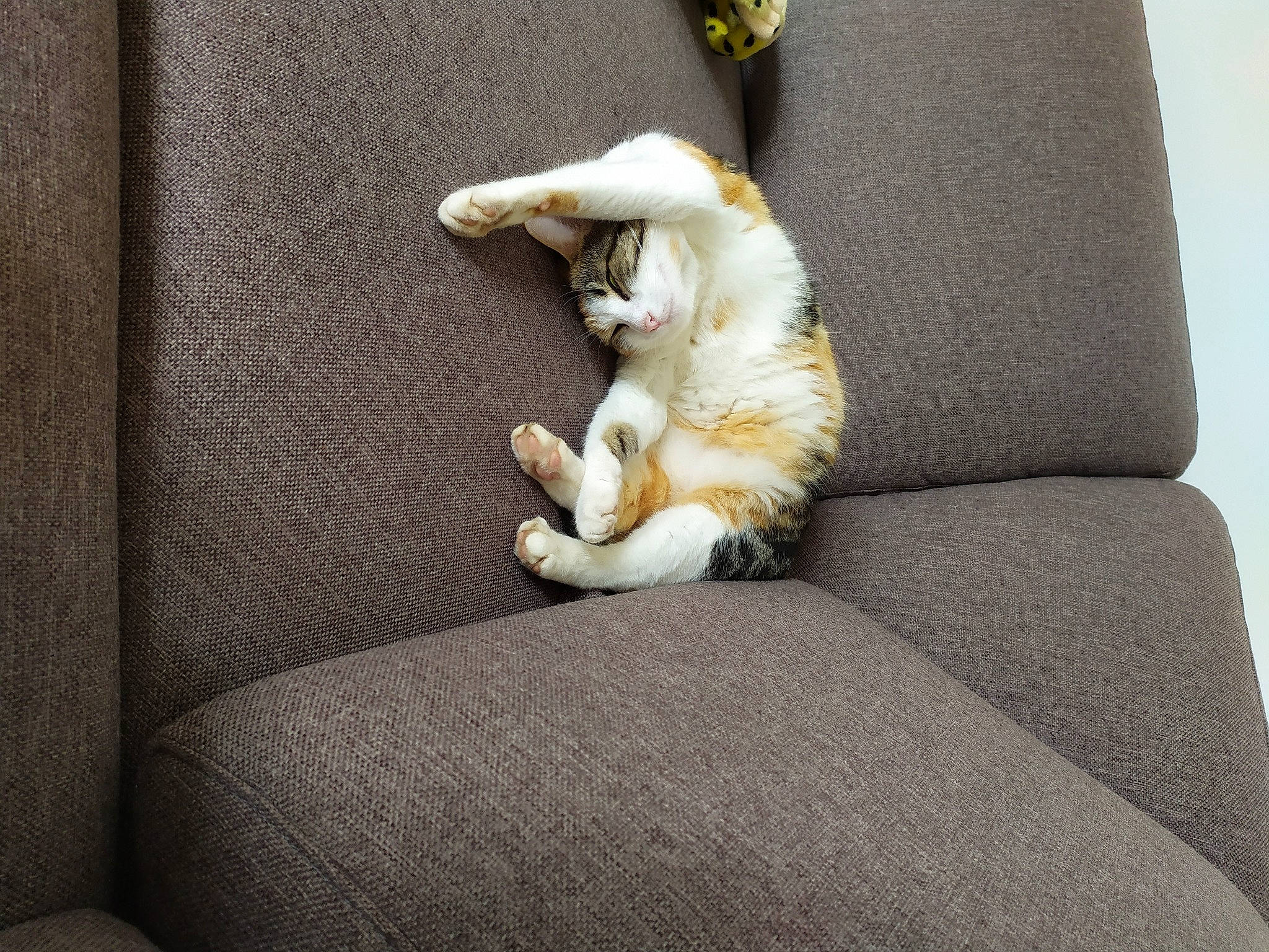 Coquette participe au concours pour gagner de l'argent avec cette photo : carnivore, cat, comfort, companion_dog, couch, dog_breed, domestic_short_haired_cat, fawn, felidae, fur, grey, human_leg, linens, paw, small_to_medium_sized_cats, sporting_group, tail, textile, whiskers, wood