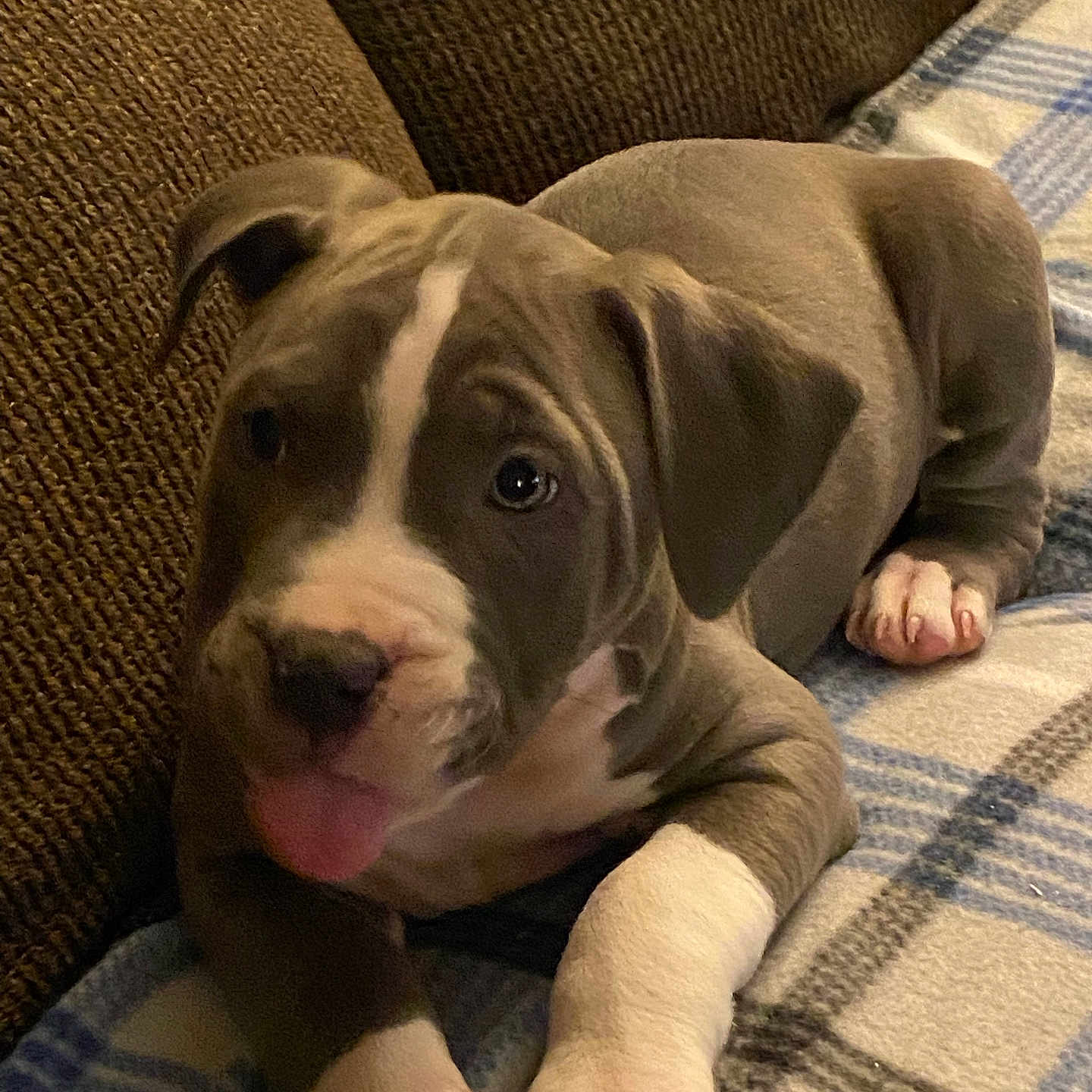 Haze joined the competition — help win amazing prizes! animal, blanket, bulldog, canine, couch, cushion, dog, face, furniture, head, homedecor, hound, indoors, interiordesign, person, pet, photography, pitbull, puppy, snout