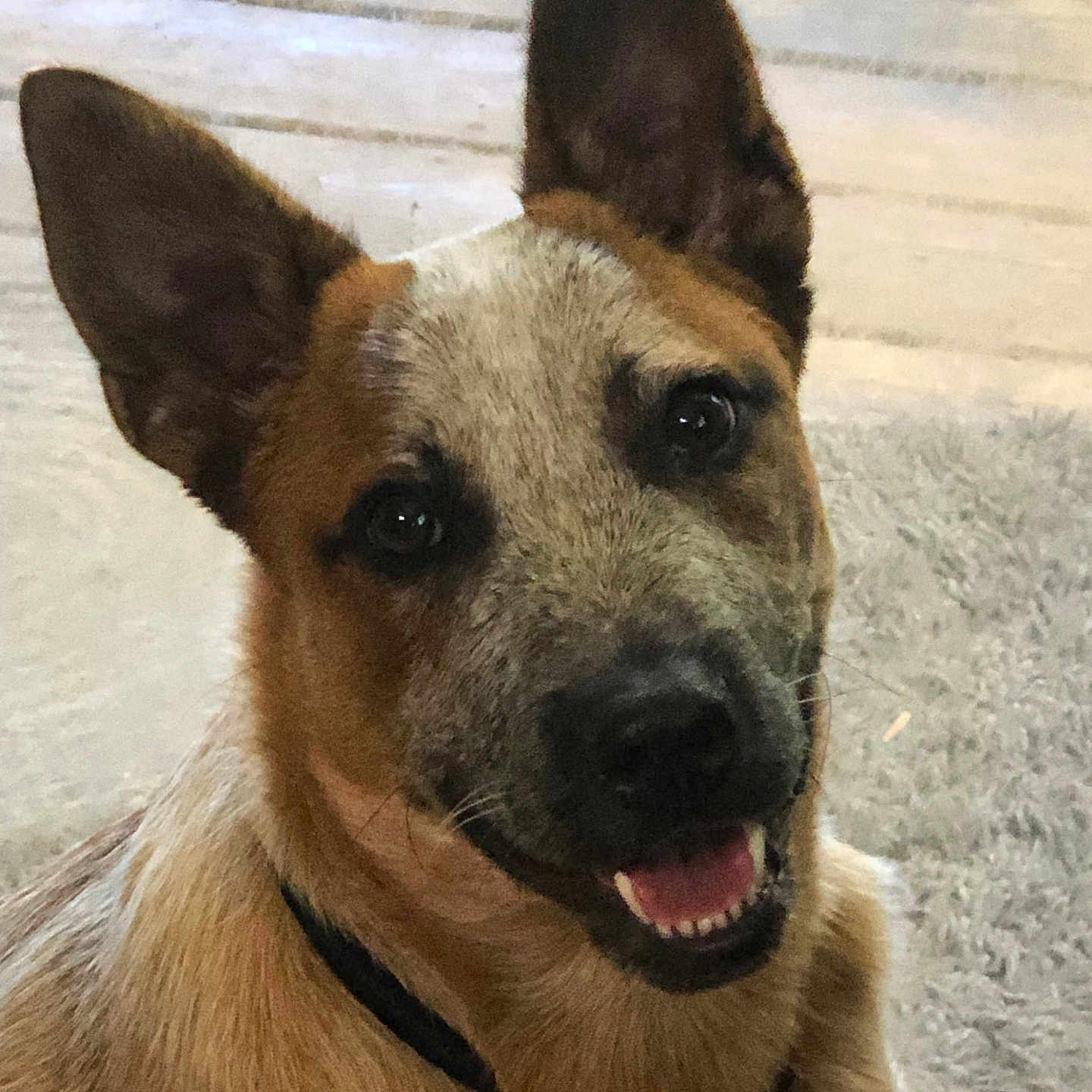 Auggie joined the competition — help win amazing prizes! dog, canine, pet, portrait, close_up, happy, smiling, open_mouth, pointed_ears, short_fur, brown_fur, tan_fur, black_muzzle, dark_eyes, collar, indoors, carpet, wood_floor, animal, friendly