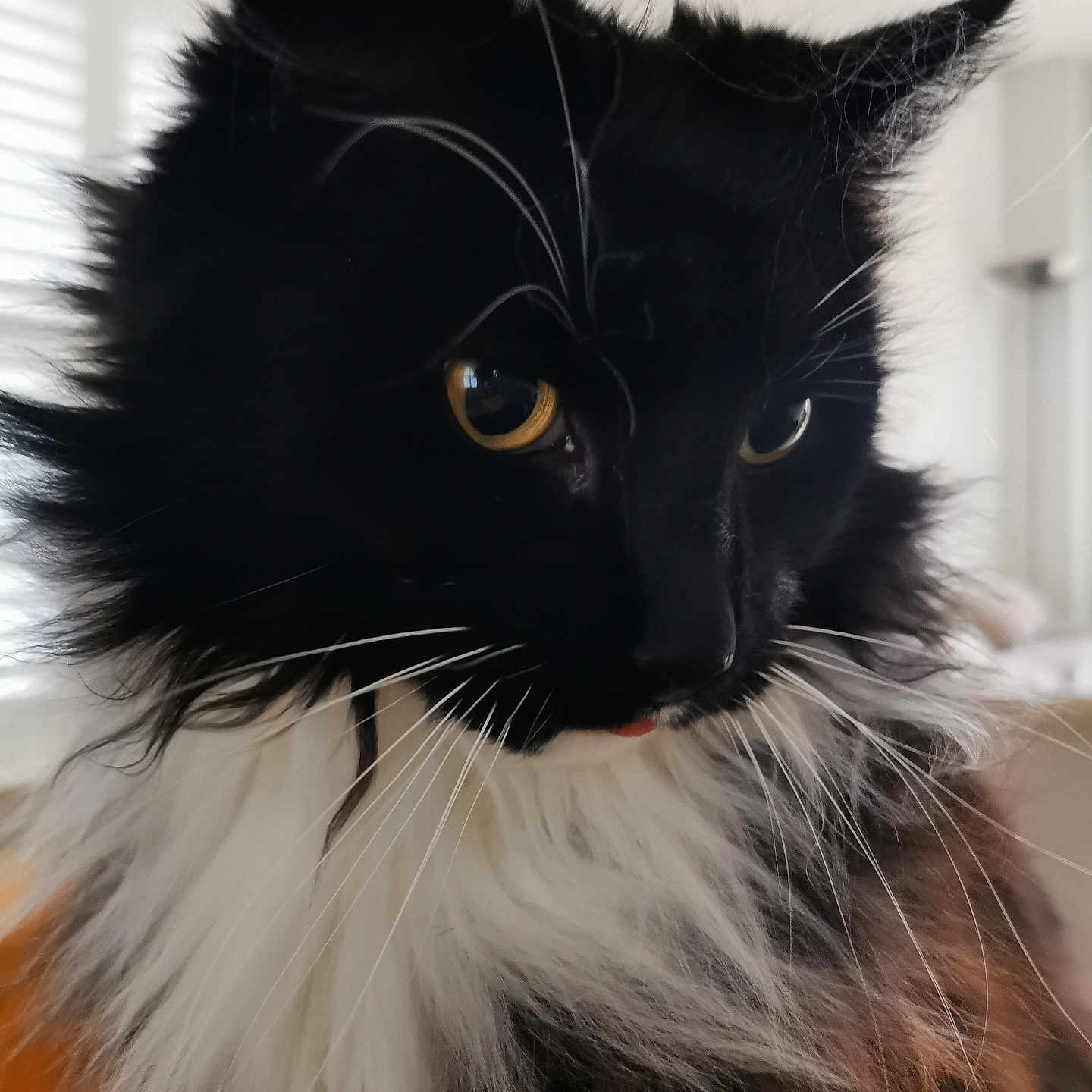 Rocket Socks is registered to the contest to win money with this photo: animal, background_blur, black_cat, cat, close_up, curious, domestic_cat, ears, face, feline, fluffy, golden_eyes, indoor, long_hair, nose, pet, portrait, soft_light, whiskers, white_fur
