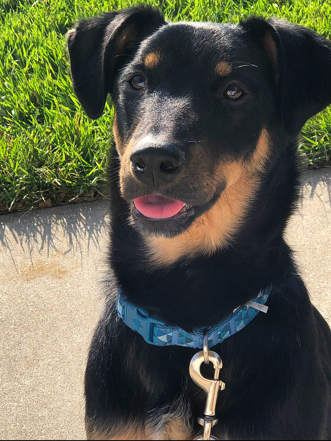 Blue is registered to the contest to win money with this photo: beauceron, black_and_tan_terrier, canidae, carnivore, collar, dog, dog_breed, dog_collar, feist, german_pinscher, huntaway, jagdterrier, mammal, miniature_pinscher, patterdale_terrier, potcake_dog, rare_breed_dog, snout, sporting_group, vertebrate