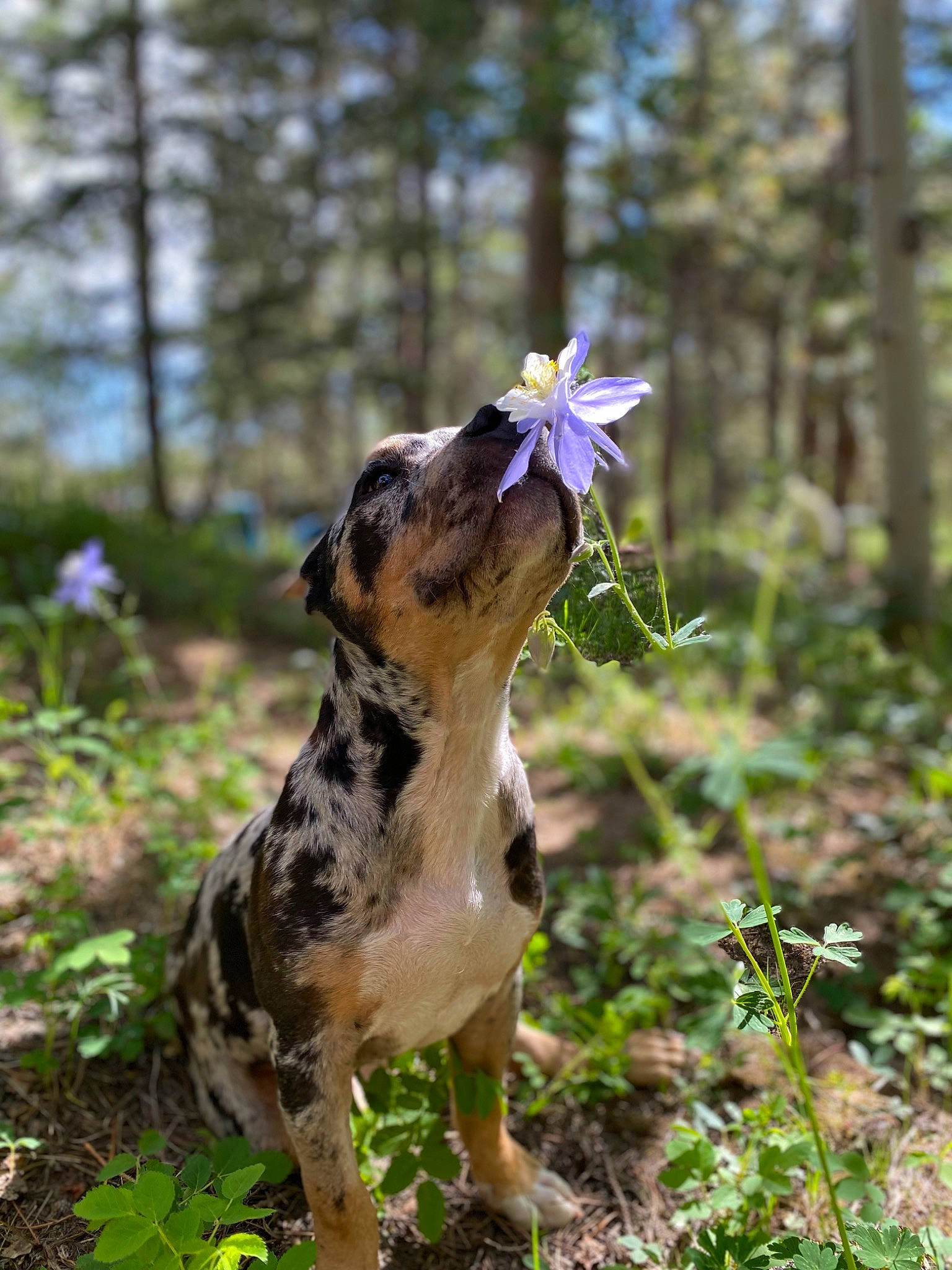 Elwood joined the competition — help win amazing prizes! canidae, carnivore, dog, dog_breed, fawn, flower, flowering_plant, forest, grass, petal, plant, snout, sporting_group, terrestrial_animal, terrestrial_plant, tree, trunk, wildlife, wood, woodland
