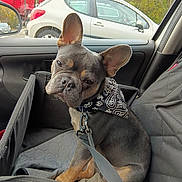 Aribo participe au concours pour gagner de l'argent avec cette photo : animal, bandana, black_and_tan, car_seat, companion, cute, dog, domestic_animal, ears, french_bulldog, inside_car, leash, looking, parking_lot, pet, pet_accessory, resting, seat_cover, vehicle, window