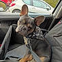 animal, bandana, black_and_tan, car_seat, companion, cute, dog, domestic_animal, ears, french_bulldog, inside_car, leash, looking, parking_lot, pet, pet_accessory, resting, seat_cover, vehicle, window