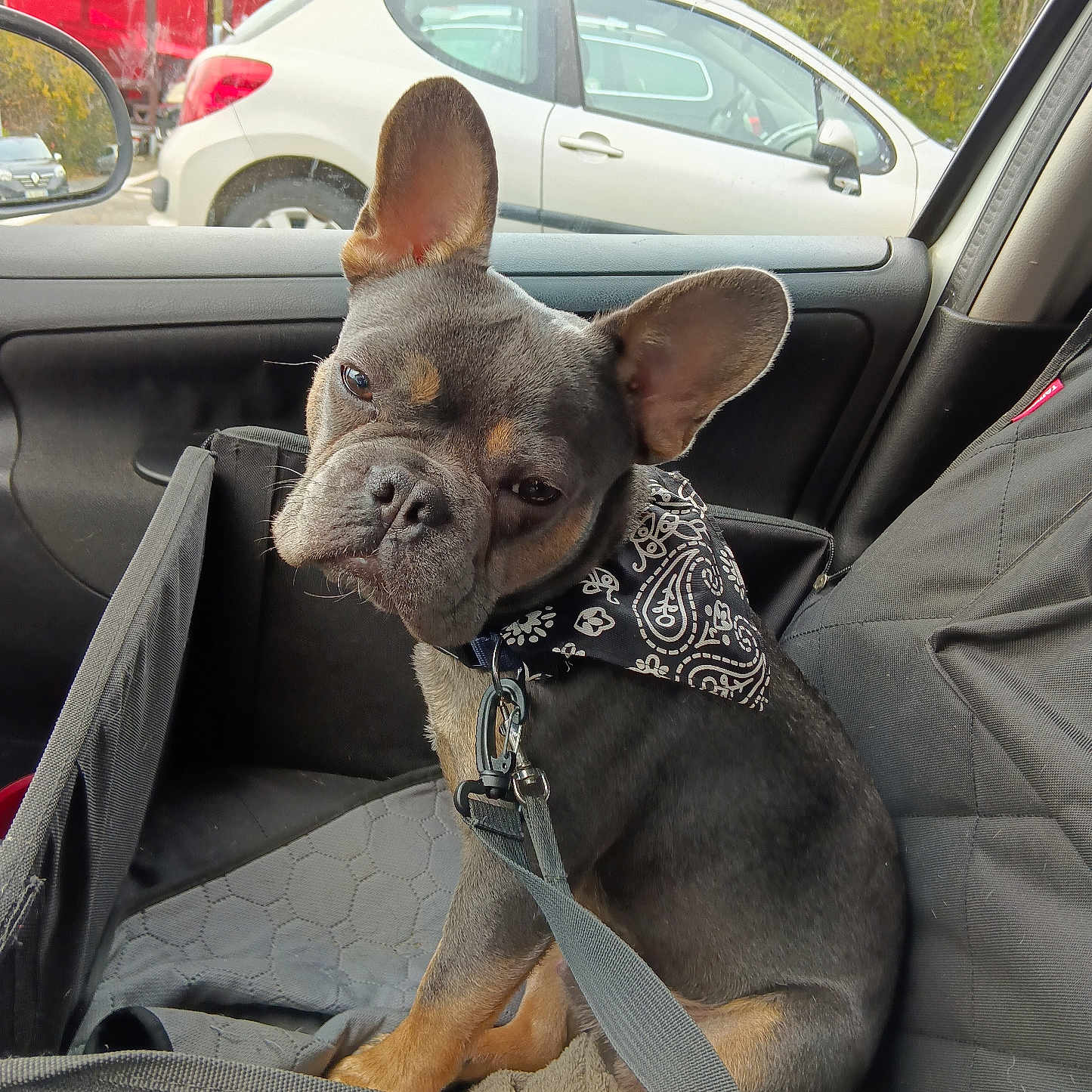 Aribo participe au concours pour gagner de l'argent avec cette photo : animal, bandana, black_and_tan, car_seat, companion, cute, dog, domestic_animal, ears, french_bulldog, inside_car, leash, looking, parking_lot, pet, pet_accessory, resting, seat_cover, vehicle, window