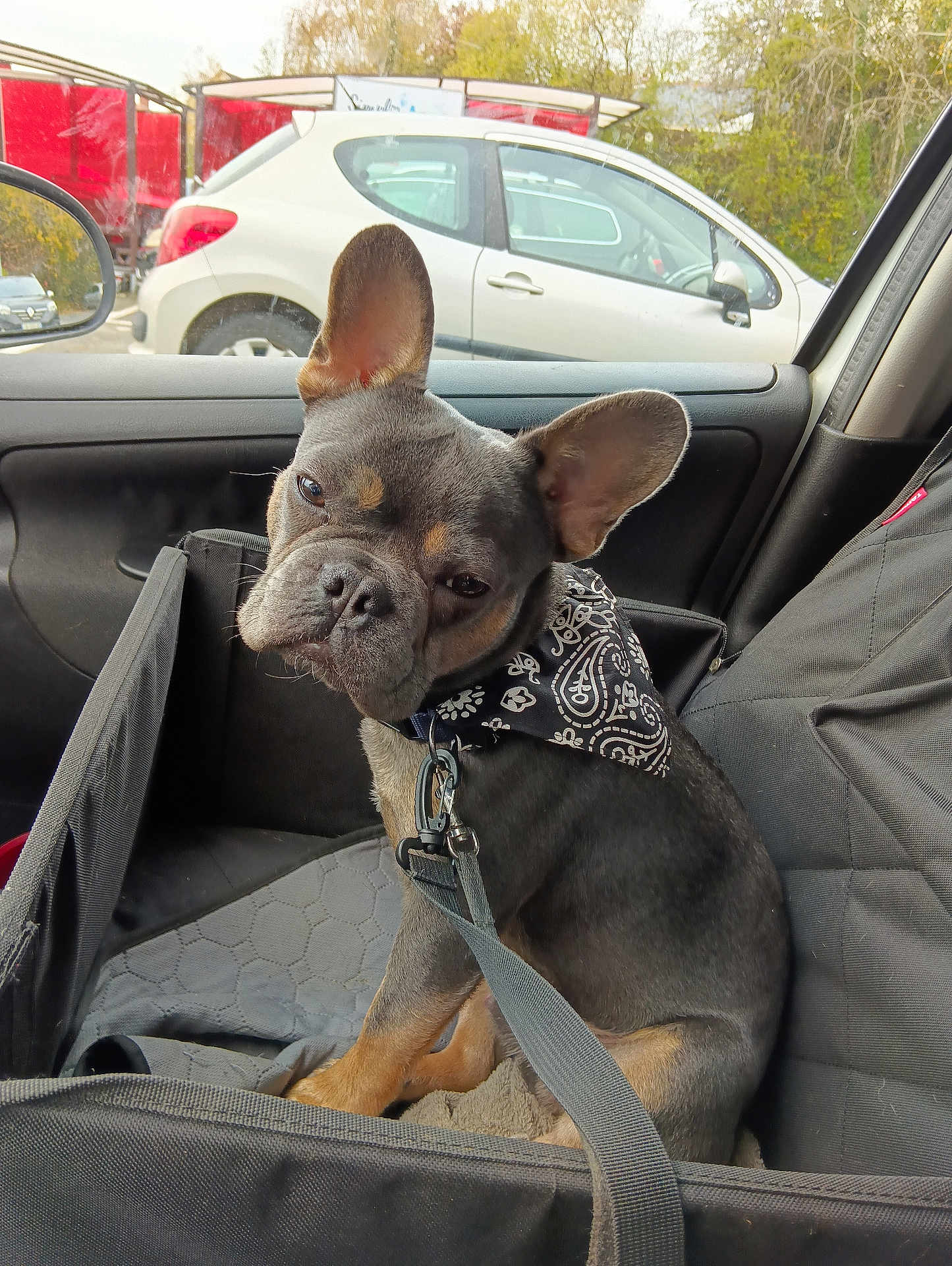 Aribo participe au concours pour gagner de l'argent avec cette photo : animal, bandana, black_and_tan, car_seat, companion, cute, dog, domestic_animal, ears, french_bulldog, inside_car, leash, looking, parking_lot, pet, pet_accessory, resting, seat_cover, vehicle, window