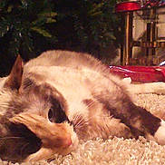 Dashia is registered to the contest to win money with this photo: