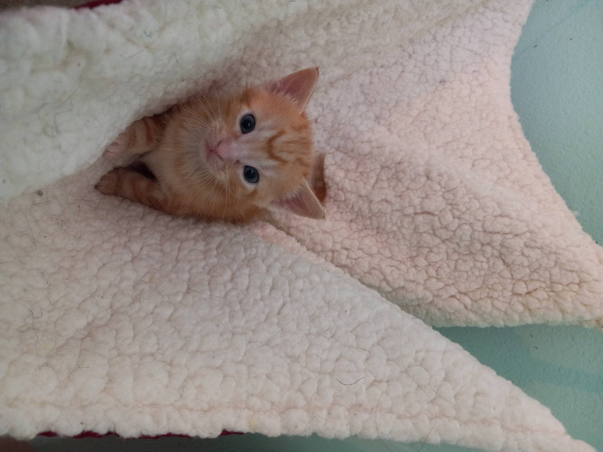 Alani joined the competition — help win amazing prizes! bedding, carnivore, cat, claw, comfort, domestic_short_haired_cat, fawn, felidae, flooring, fur, hardwood, linens, pattern, paw, small_to_medium_sized_cats, snout, tail, whiskers, white, wood