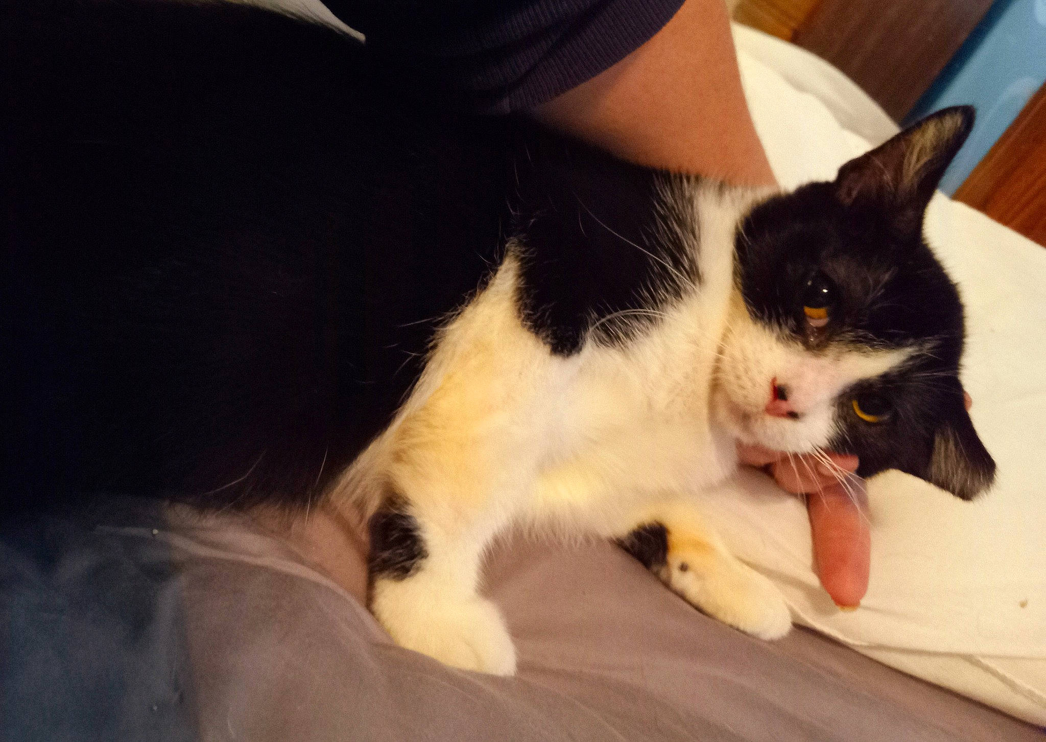 Millie joined the competition — help win amazing prizes! carnivore, cat, claw, comfort, domestic_short_haired_cat, felidae, foot, fur, lap, paw, small_to_medium_sized_cats, snout, tail, whiskers