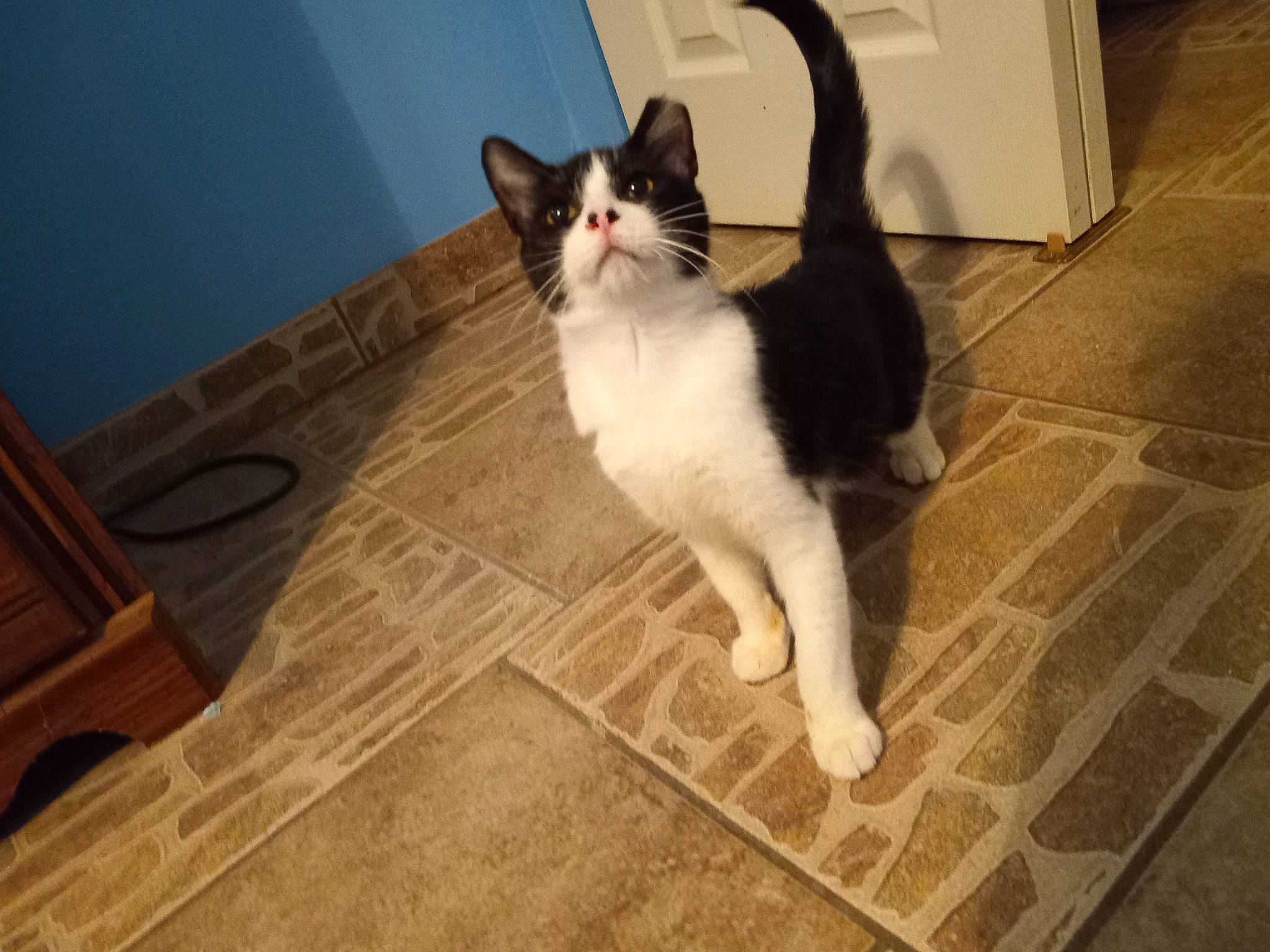 Millie joined the competition — help win amazing prizes! carnivore, cat, domestic_short_haired_cat, felidae, floor, flooring, fur, hardwood, laminate_flooring, paw, small_to_medium_sized_cats, snout, tail, tile, tile_flooring, varnish, whiskers, wood, wood_flooring, wood_stain