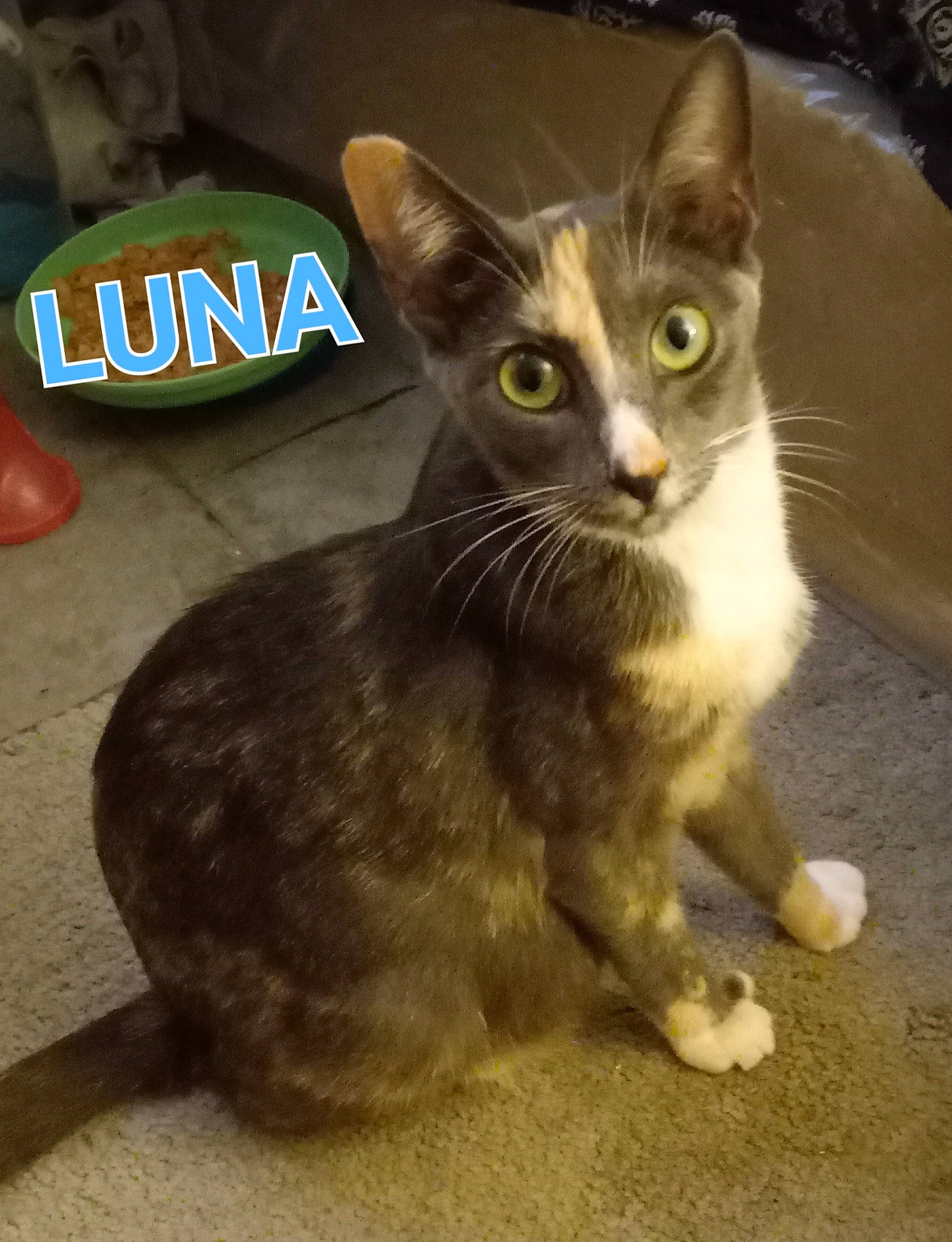 Luna is registered to the contest to win money with this photo: carnivore, cat, cat_supply, cat_toy, domestic_short_haired_cat, fawn, felidae, fur, paw, photo_caption, small_to_medium_sized_cats, snout, tail, terrestrial_animal, whiskers