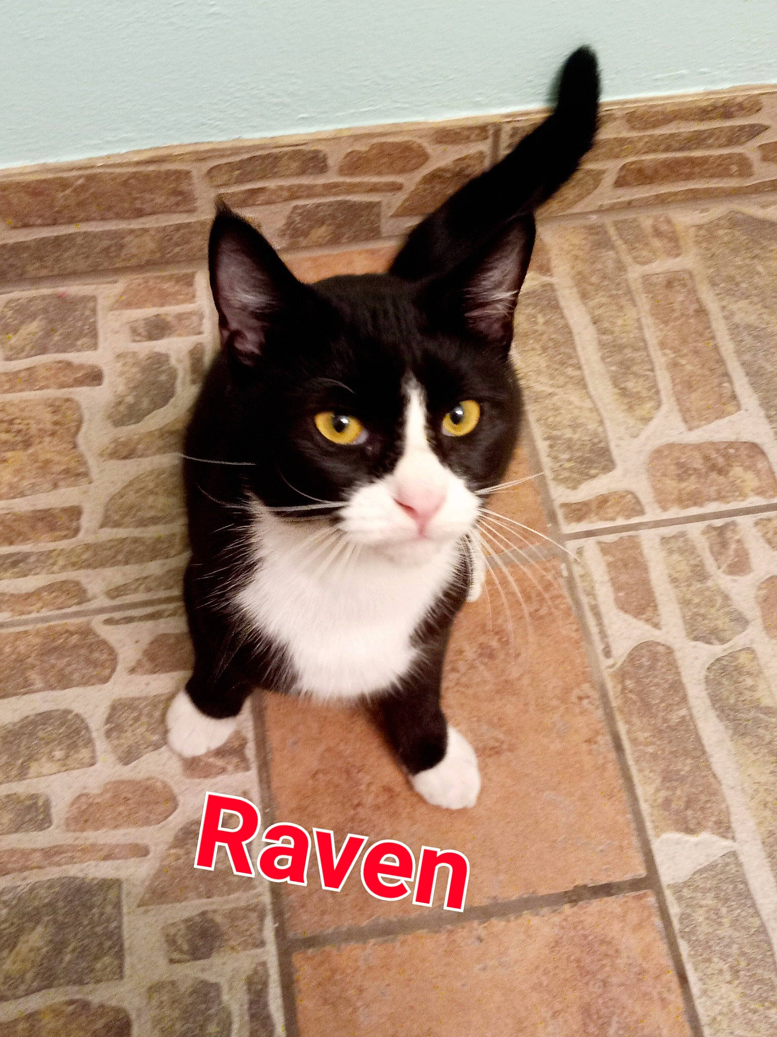 Raven