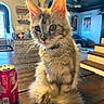 Molly joined the competition — help win amazing prizes! kitten, cat, fluffy_tail, ears, table, wooden_table, soda_can, indoor, home_interior, furniture, curious, pet, domestic_cat, collar, whiskers, brown, gray, furry, cute, sitting