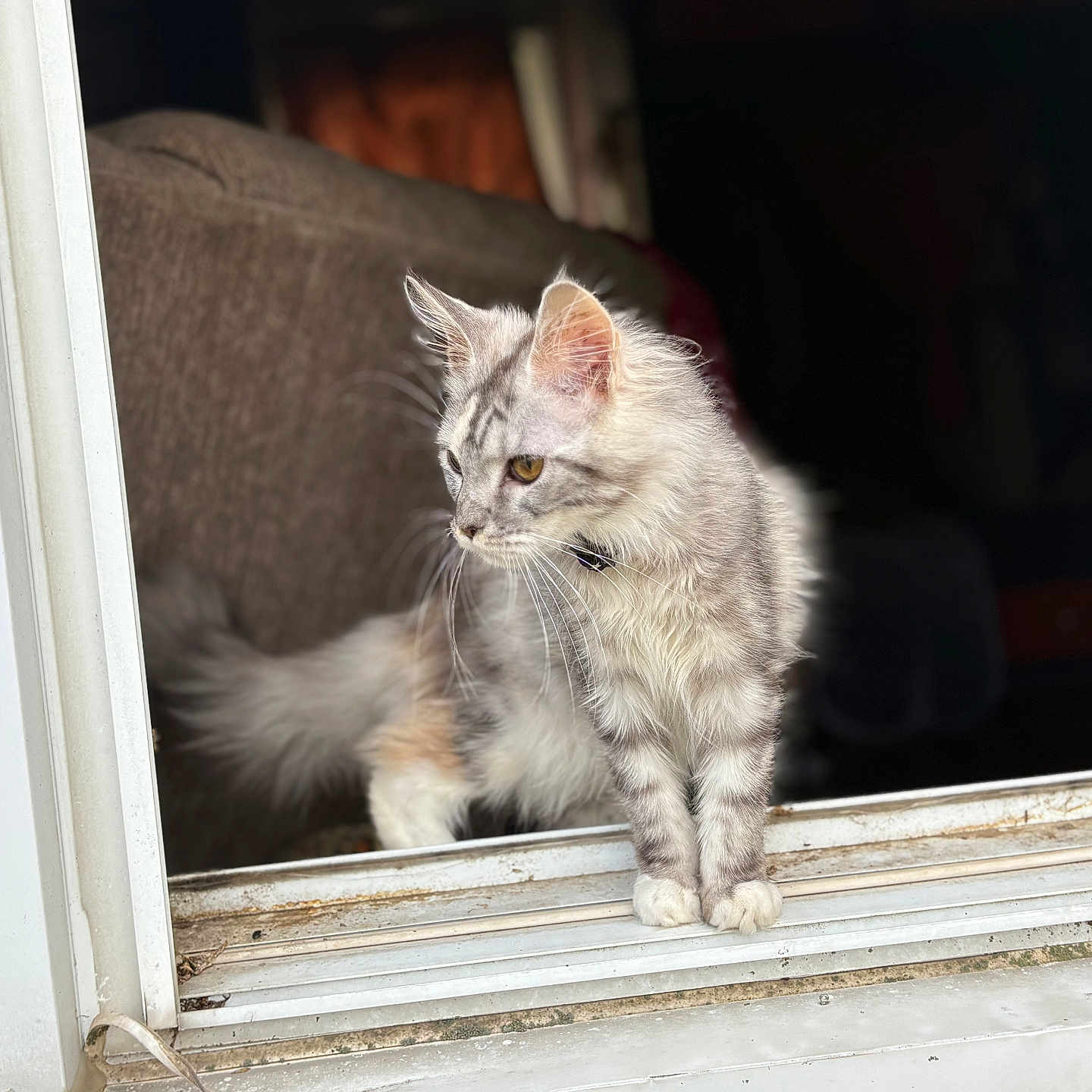 Molly joined the competition — help win amazing prizes! cat, window, windowsill, fur, tabby, curious, pet, indoor, animal, mammal, whiskers, ears, tail, soft_light, blurred_background, domestic, feline, looking_outside, resting, young_cat