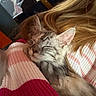 kitten, cat, sleeping, cozy, striped_sweater, arm, person, hair, indoor, closeup, fluffy, gray_tabby, resting, pet, cute, soft_light, warm_colors, comfort, relaxation, feline
