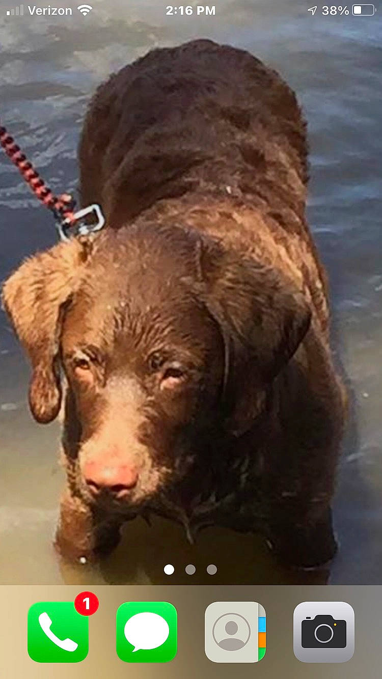 Buster Brown joined the competition — help win amazing prizes! canidae, carnivore, companion_dog, dog, dog_breed, dog_collar, fawn, font, fur, gun_dog, liver, logo, photo_caption, retriever, screenshot, sporting_group, terrestrial_animal, vertebrate, water, working_animal