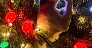 Thunder is registered to the contest to win money with this photo: bright, cat, celebration, christmas_lights, christmas_tree, climbing, colorful, cozy, curious, decorations, feline, festive, glowing, greenery, holiday, indoor, night, ornaments, pet, tree_branch