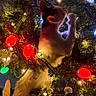 cat, christmas_tree, christmas_lights, ornaments, festive, holiday, curious, pet, indoor, night, decorations, greenery, colorful, glowing, feline, climbing, tree_branch, bright, celebration, cozy