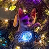 cat, christmas_tree, lights, ornaments, holiday, festive, decorations, pet, curious, night, glowing, colorful, pine_needles, closeup, indoor, animal, cute, feline, celebration, purple_light