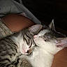 cat, kitten, sleeping, snuggling, closeup, fur, pet, animal, cute, whiskers, ears, resting, domestic, feline, adorable, companion, cuddling, cozy, cute_animals, indoor