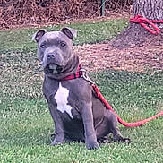 Aïko participe au concours pour gagner de l'argent avec cette photo : dog, leash, grass, tree, outdoor, pet, animal, canine, sitting, nature, fence, collar, red_leash, brown_tree_bark, green_grass, white_patch, domestic_animal, quiet, calm, young_dog