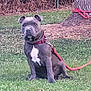 dog, leash, grass, tree, outdoor, pet, animal, canine, sitting, nature, fence, collar, red_leash, brown_tree_bark, green_grass, white_patch, domestic_animal, quiet, calm, young_dog