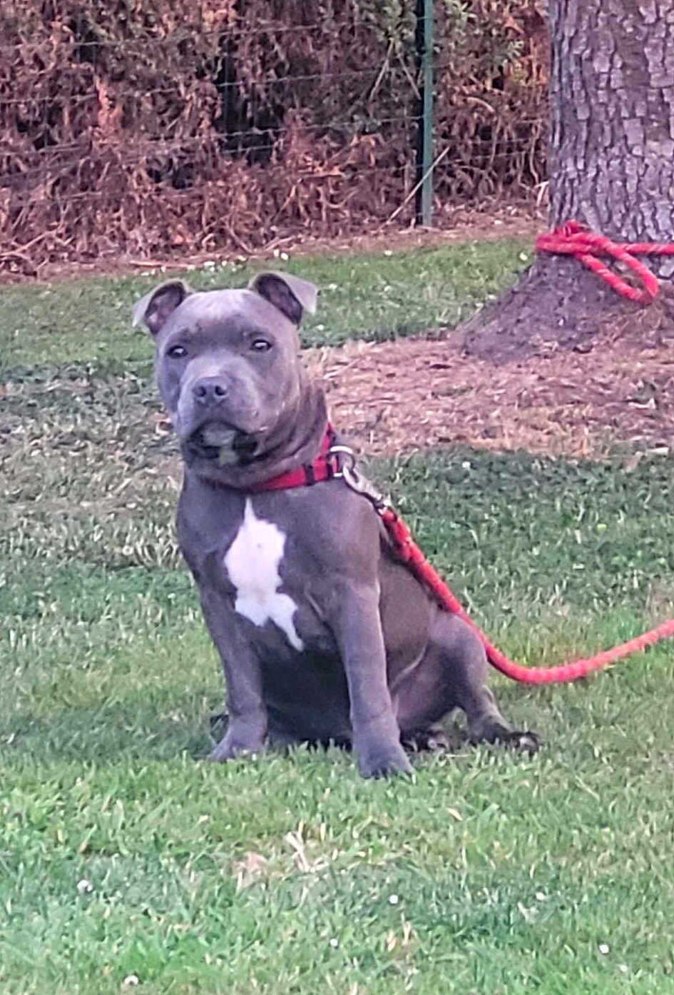 Aïko participe au concours pour gagner de l'argent avec cette photo : dog, leash, grass, tree, outdoor, pet, animal, canine, sitting, nature, fence, collar, red_leash, brown_tree_bark, green_grass, white_patch, domestic_animal, quiet, calm, young_dog