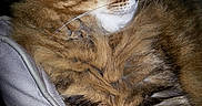 Levis participe au concours pour gagner de l'argent avec cette photo : animal, bed, cat, closeup, cozy, cute, domestic_animal, ears, feline, fluffy, fur, indoor, pet, polka_dots, relaxed, resting, sleepy, soft, tabby, whiskers