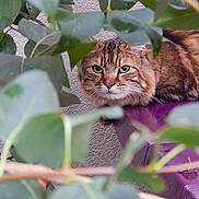Levis participe au concours pour gagner de l'argent avec cette photo : cat, tabby, animal, pet, feline, leaf, greenery, plant, purple, perch, outdoor, nature, whiskers, fur, eyes, portrait, closeup, curious, camouflage, background
