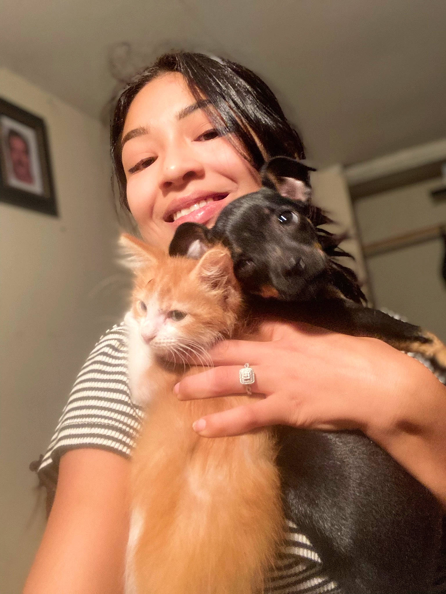 Sir William is registered to the contest to win money with this photo: carnivore, cat, comfort, companion_dog, dog_breed, ear, fawn, felidae, finger, fur, gesture, hand, happy, long_hair, nail, picture_frame, skin, small_to_medium_sized_cats, smile, whiskers