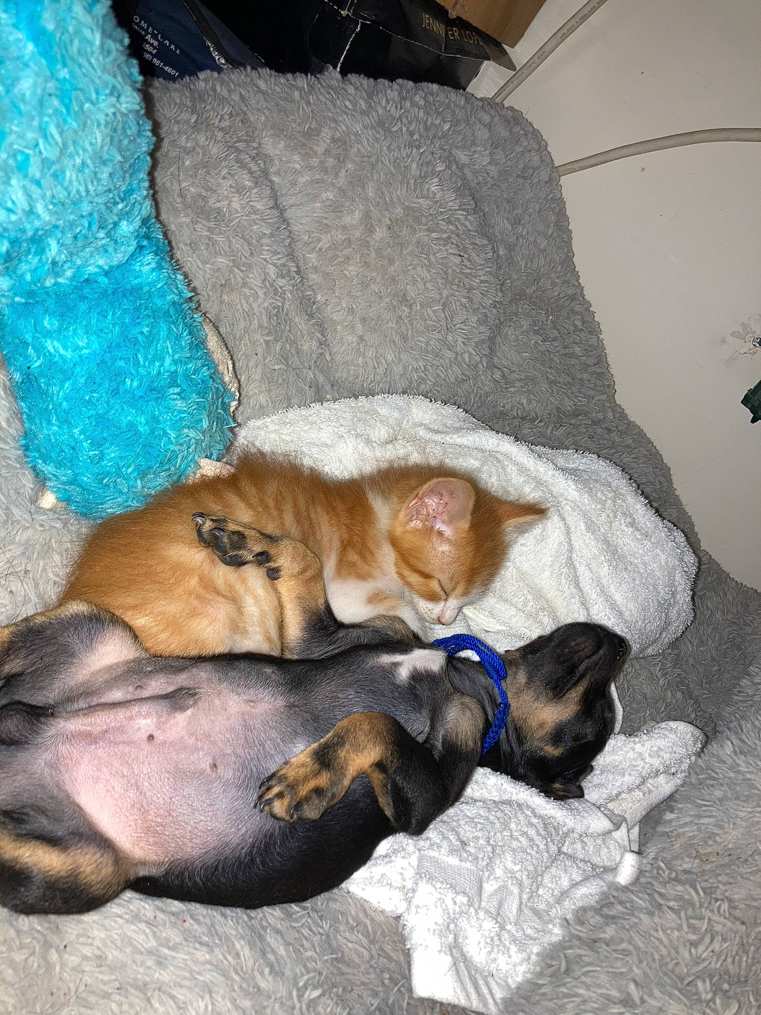 Sir William joined the competition — help win amazing prizes! canidae, carnivore, comfort, companion_dog, dog, dog_breed, domestic_short_haired_cat, fawn, felidae, fur, houseplant, linens, nap, small_to_medium_sized_cats, snout, sporting_group, tail, whiskers, working_animal, wrinkle