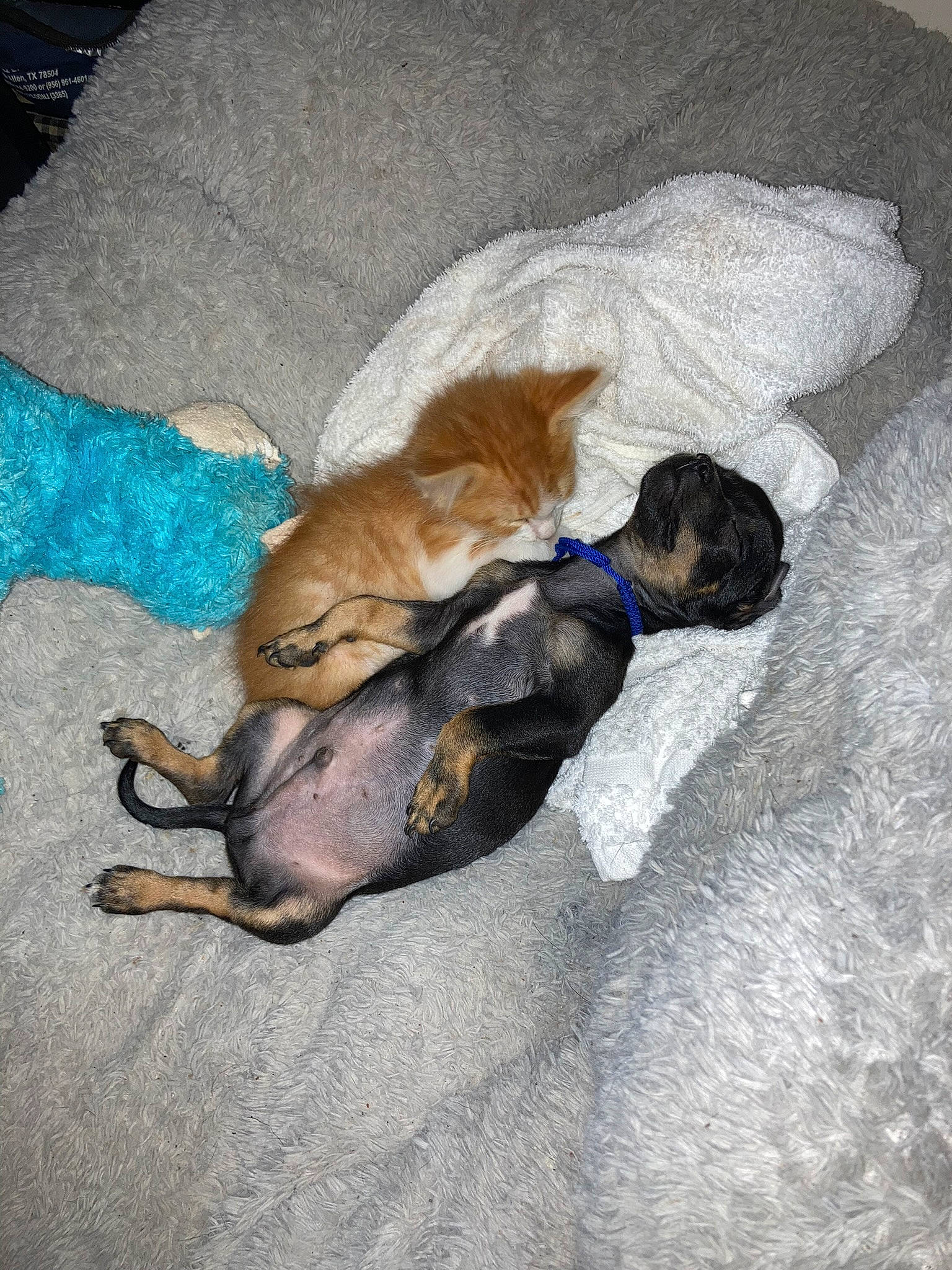 Sir William is registered to the contest to win money with this photo: canidae, carnivore, cat, comfort, companion_dog, dog_breed, fawn, felidae, fur, linens, nap, paw, sleep, small_to_medium_sized_cats, sporting_group, tail