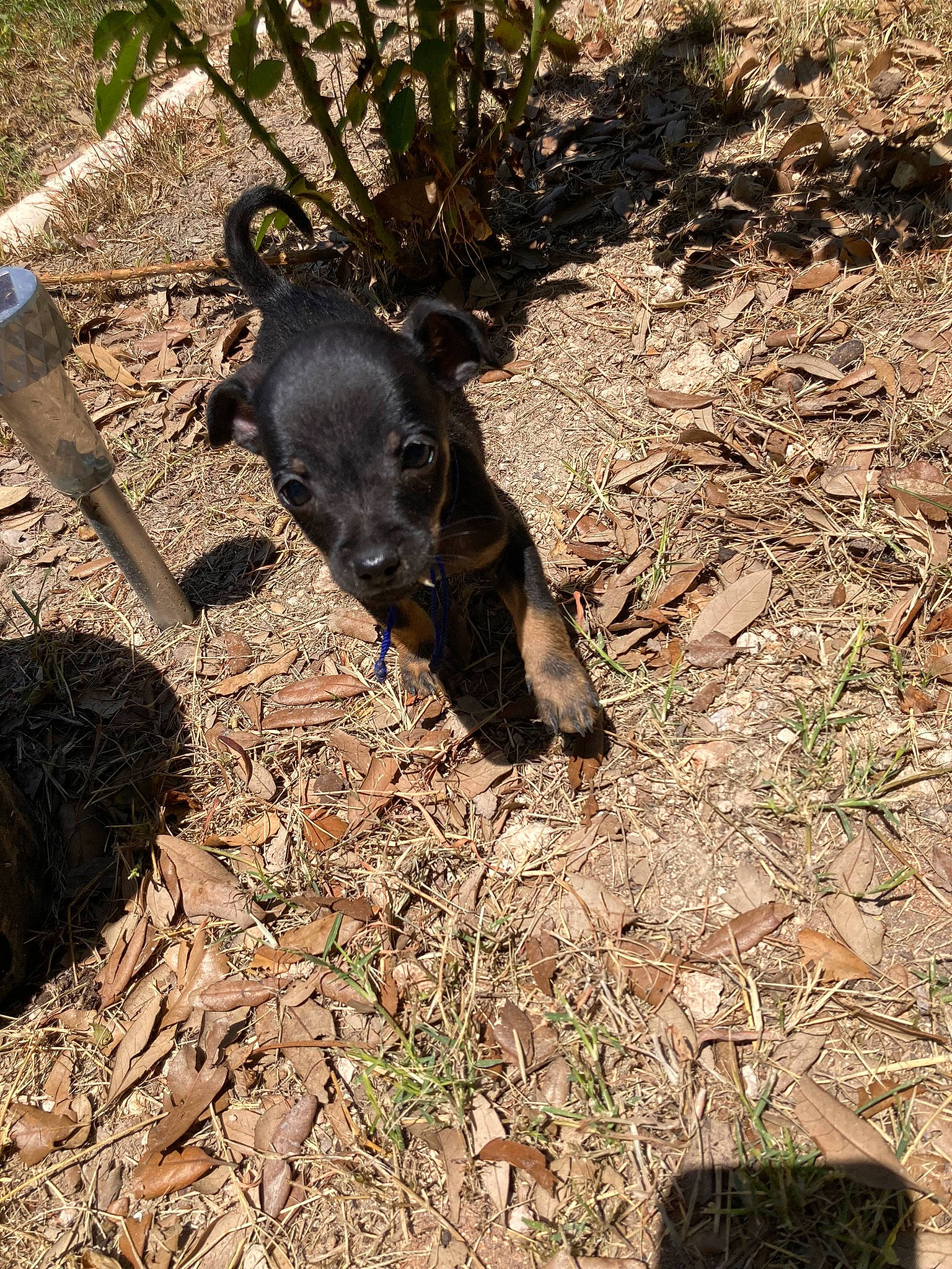 Sir William is registered to the contest to win money with this photo: canidae, carnivore, dog, dog_breed, grass, hunting_dog, plant, shadow, soil, tail, terrestrial_animal, working_animal