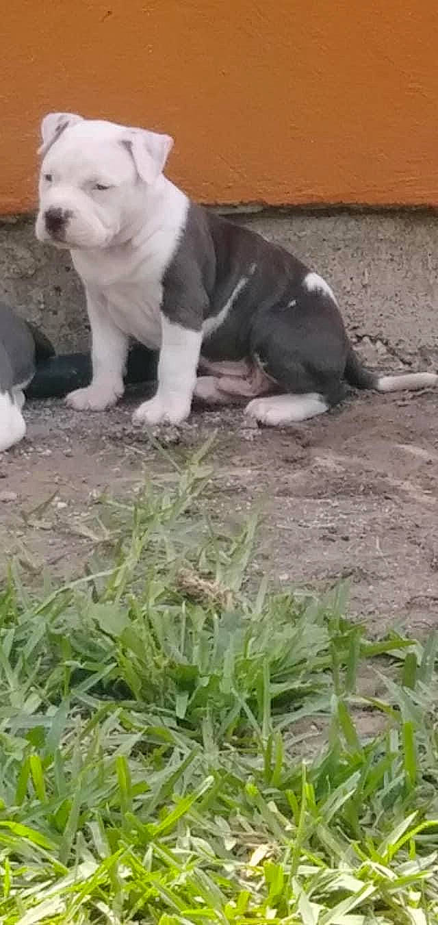 Toxic joined the competition — help win amazing prizes! canidae, carnivore, companion_dog, dog, dog_breed, fawn, grass, groundcover, non_sporting_group, plant, tail, terrestrial_animal, working_animal