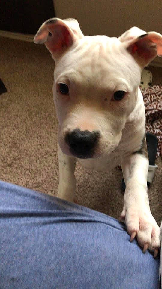 Toxic joined the competition — help win amazing prizes! canidae, carnivore, collar, companion_dog, dog, dog_breed, dog_supply, dogo_argentino, english_white_terrier, fawn, guard_dog, non_sporting_group, pet_supply, sporting_group, terrestrial_animal, terrier, toy_dog, whiskers, working_animal, wrinkle