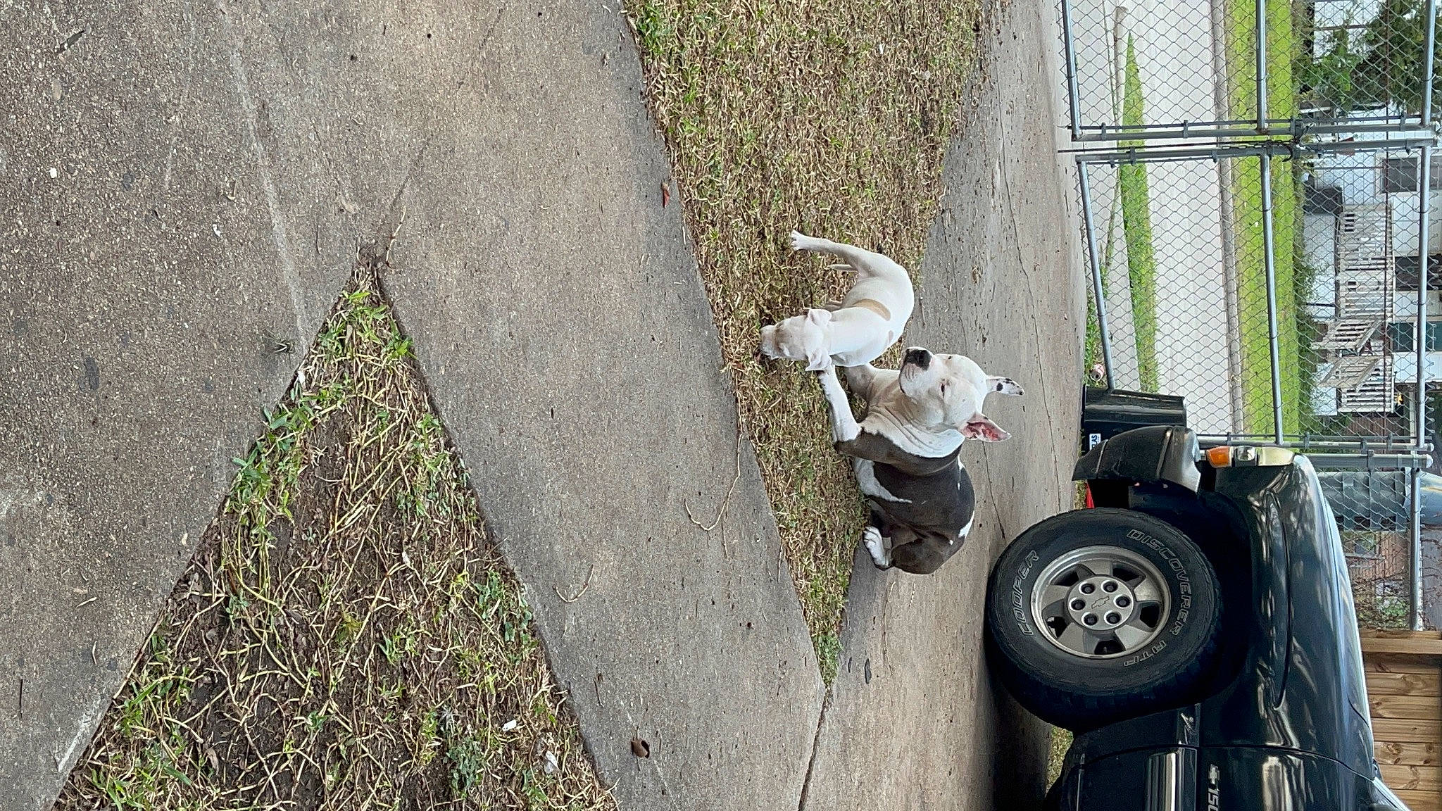 Sky joined the competition — help win amazing prizes! asphalt, auto_part, automotive_exterior, automotive_tire, automotive_wheel_system, carnivore, fender, grass, motor_vehicle, plant, road_surface, synthetic_rubber, tar, tire, tire_care, tread, vehicle, wheel, window, wood