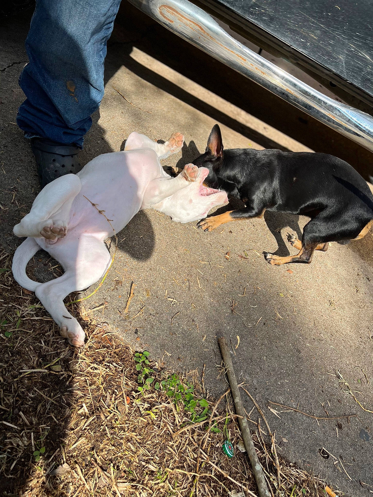 Sky joined the competition — help win amazing prizes! asphalt, canidae, carnivore, comfort, companion_dog, dog, dog_breed, fawn, grass, leash, mammal, plant, shadow, sidewalk, sitting, snout, sporting_group, tail, tints_and_shades, working_animal